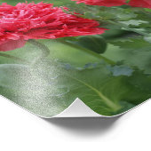 牡丹ポピー開花 フォトプリント            (角)