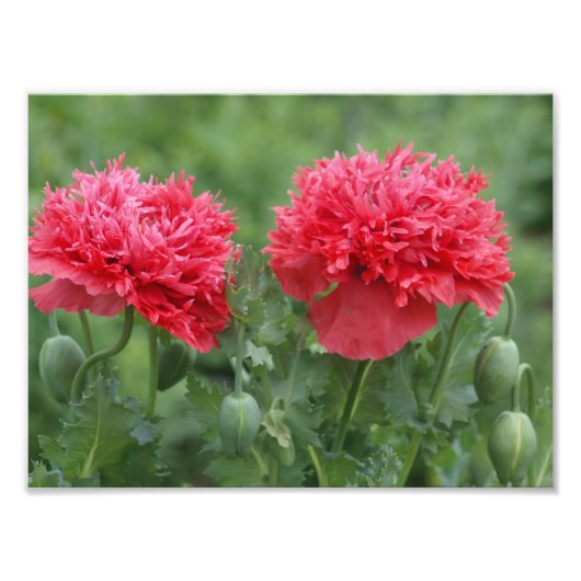 牡丹ポピー開花 フォトプリント            (正面)