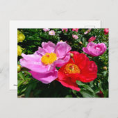 牡丹中国のの花 ポストカード (正面/裏面)