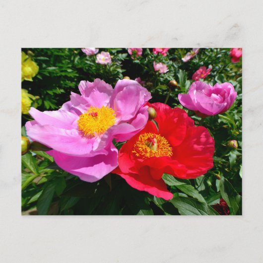 牡丹中国のの花 ポストカード (正面)