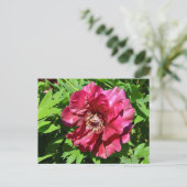 牡丹中国の花 ポストカード (スタンド正面)