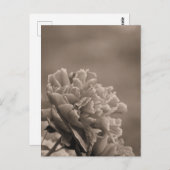 牡丹独身のセピア ポストカード (正面/裏面)