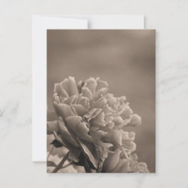 牡丹独身のセピア ポストカード