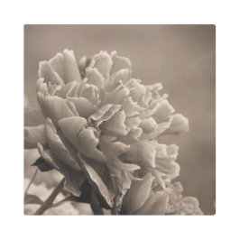 牡丹独身のセピア メタルプリント