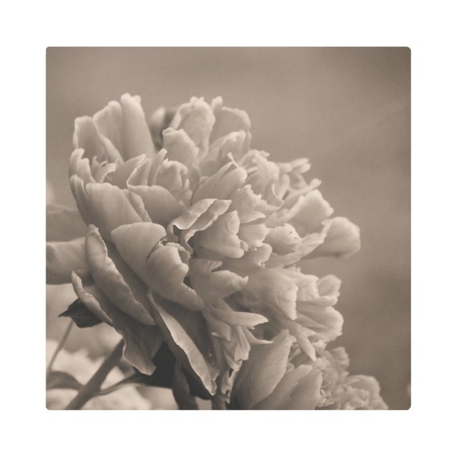 牡丹独身のセピア メタルプリント (正面)