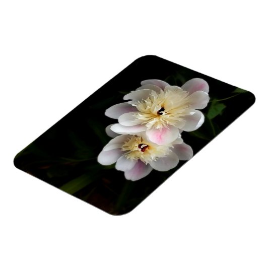 牡丹磁石 マグネット (左側)