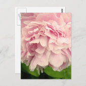 牡丹花びら ポストカード (正面/裏面)