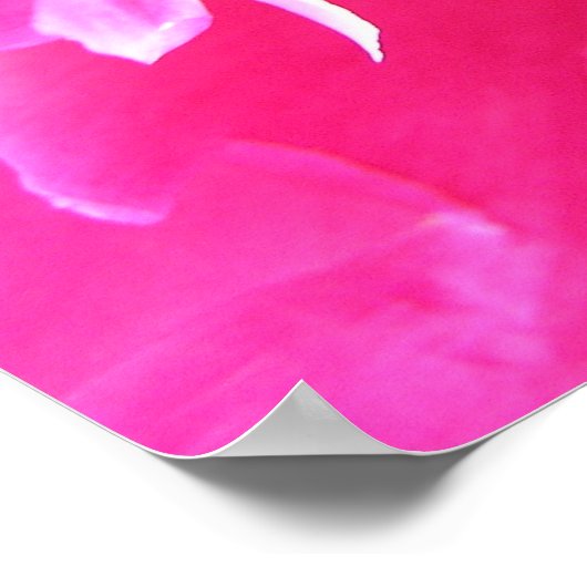 牡丹開花 ポスター (角)