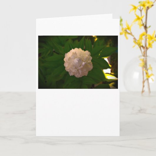 牡丹、カード カード (黄色い花)