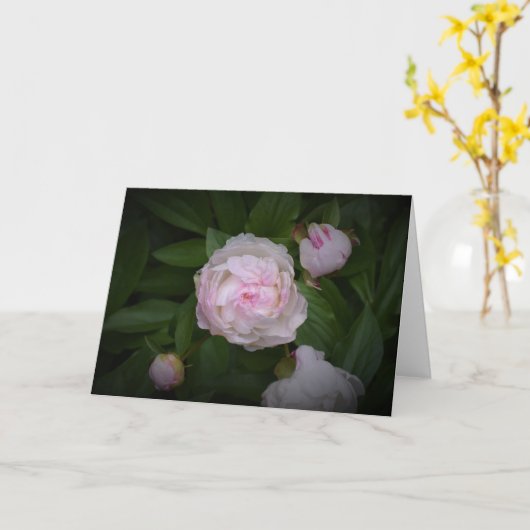 牡丹、カード カード (黄色い花)