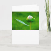 牡丹、カード カード (正面)