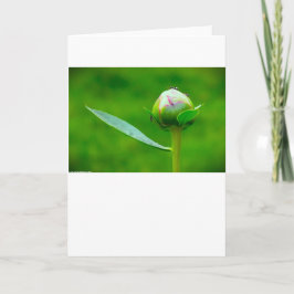 牡丹、カード カード