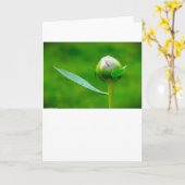 牡丹、カード カード (黄色い花)