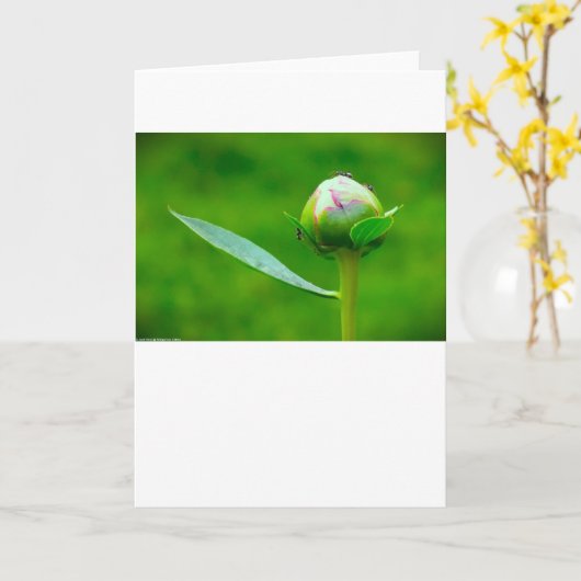 牡丹、カード カード (黄色い花)