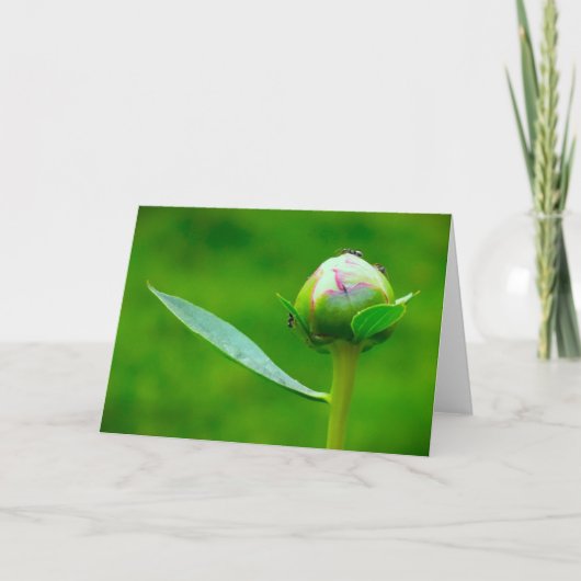 牡丹、カード カード (正面)