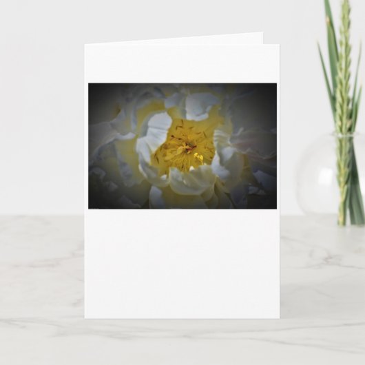 牡丹、カード カード (正面)