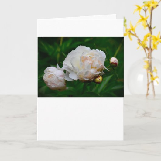 牡丹、カード カード (黄色い花)