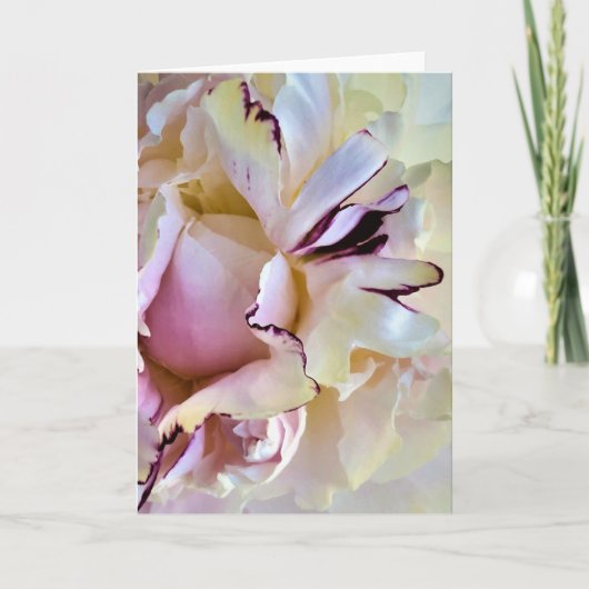 牡丹、カード カード (正面)