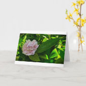 牡丹、カード カード (黄色い花)