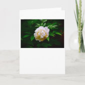 牡丹、カード カード (正面)