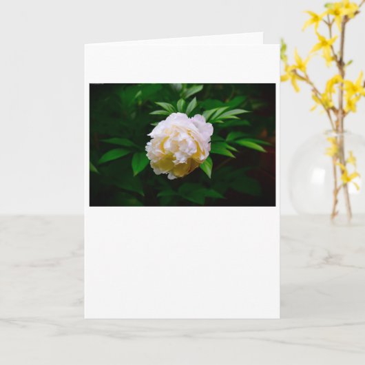牡丹、カード カード (黄色い花)