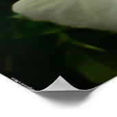 牡丹 ポスター (角)