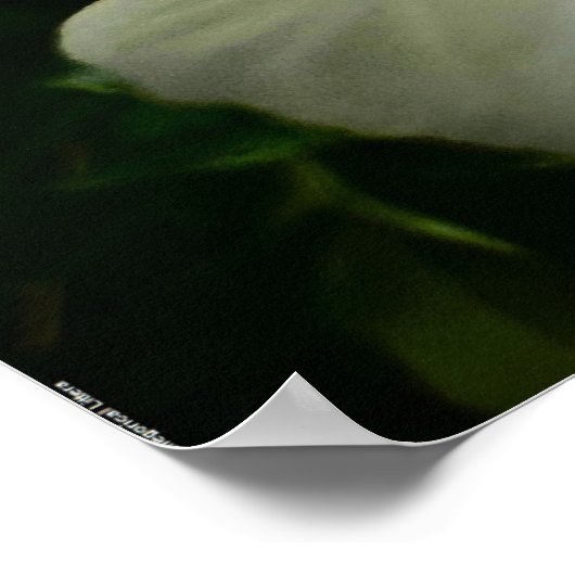 牡丹 ポスター (角)