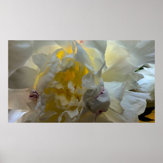 牡丹 ポスター (正面)