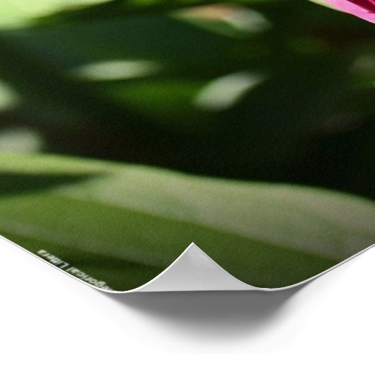 牡丹 ポスター (角)