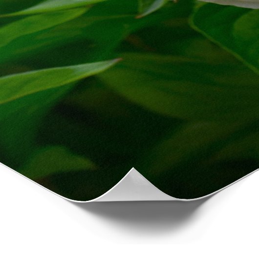 牡丹 ポスター (角)