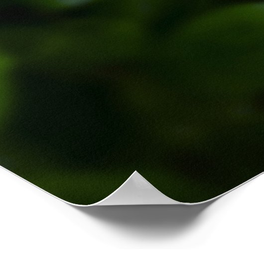 牡丹 ポスター (角)