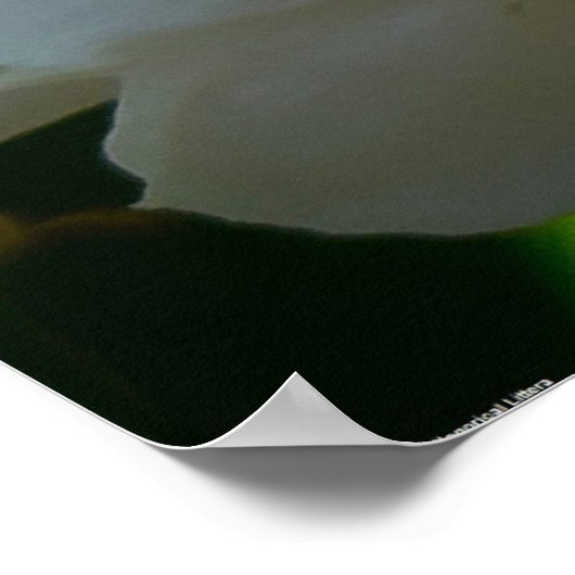 牡丹 ポスター (角)