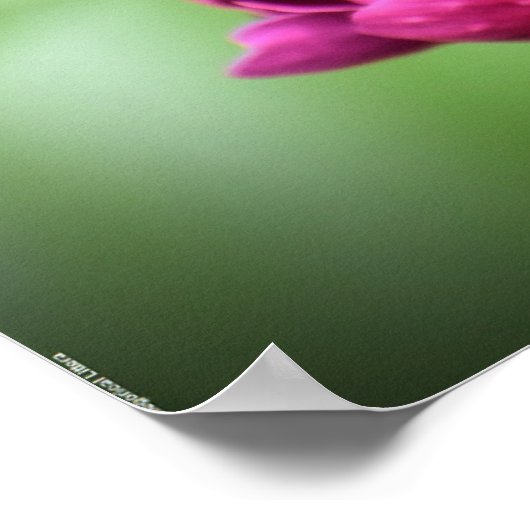 牡丹 ポスター (角)