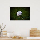 牡丹 ポスター (キッチン)