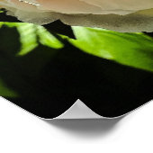 牡丹 ポスター (角)