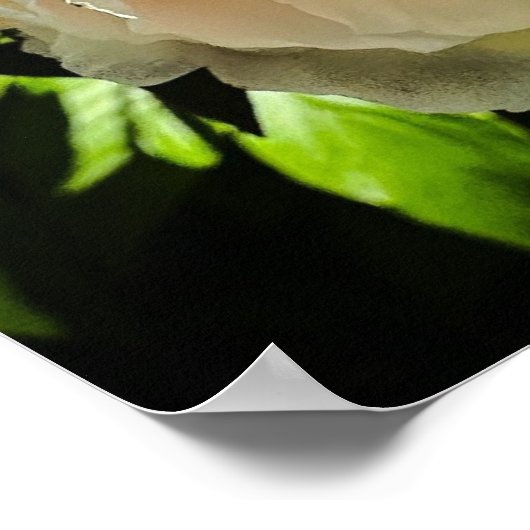 牡丹 ポスター (角)