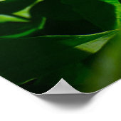 牡丹 ポスター (角)