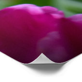 牡丹 ポスター (角)