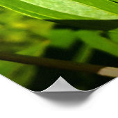 牡丹 ポスター (角)