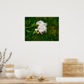 牡丹 ポスター (キッチン)