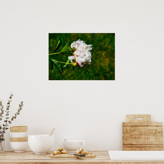 牡丹 ポスター (キッチン)