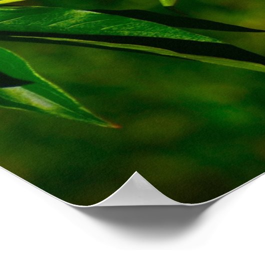 牡丹 ポスター (角)