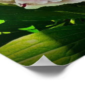 牡丹 ポスター (角)