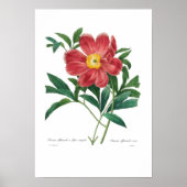 牡丹 ポスター (正面)