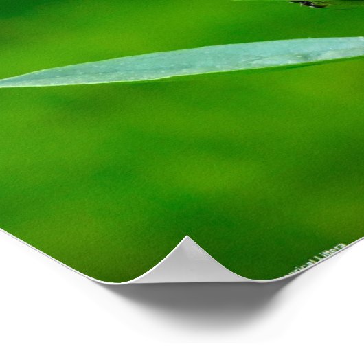 牡丹 ポスター (角)