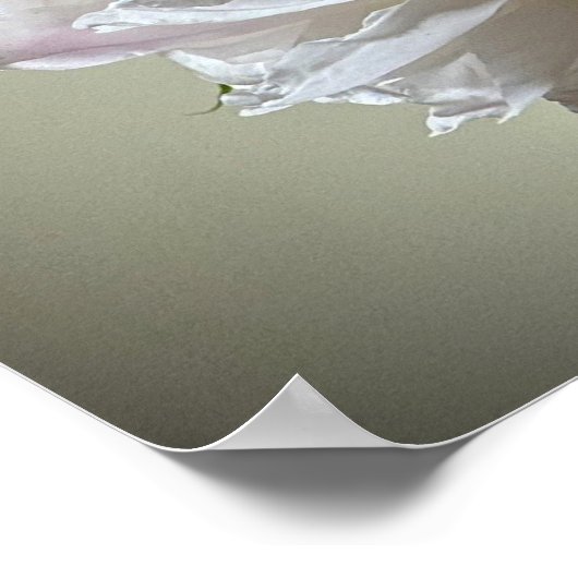 牡丹 ポスター (角)