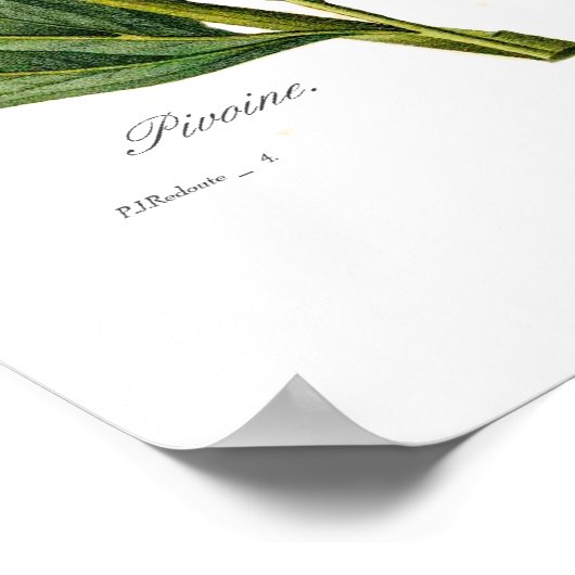 牡丹 ポスター (角)