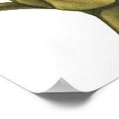 牡丹 ポスター (角)