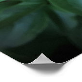 牡丹 ポスター (角)