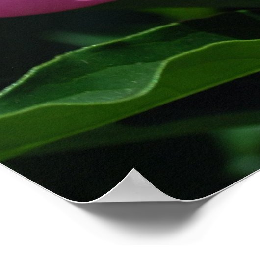 牡丹 ポスター (角)